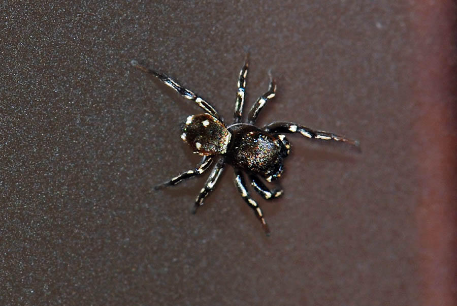 Heliophanus kochii